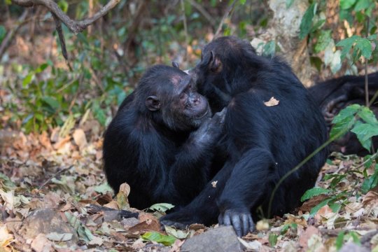 Gregarious Chimps And Friendly Humans – BloomerBoomer