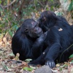Gregarious chimps harbor richer gut microbiomes